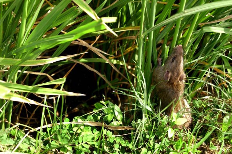 1665475747-tikus-sawah