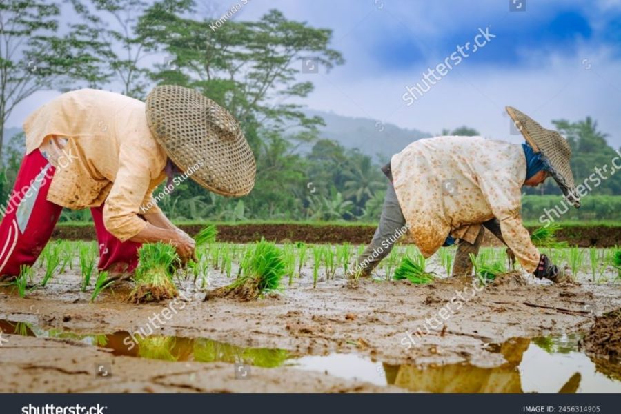 petani