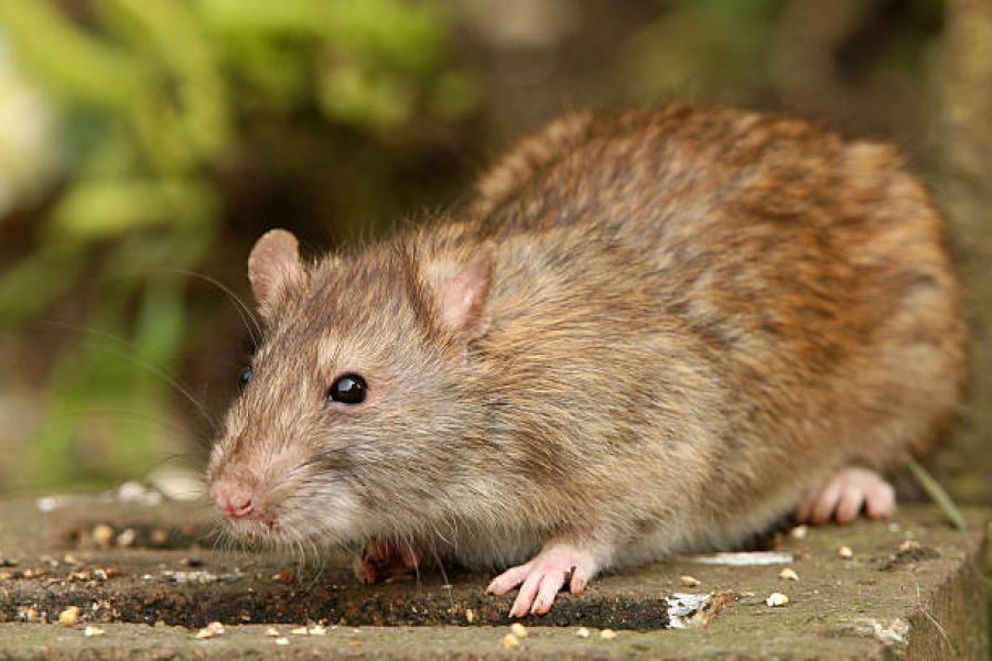 Close up of a wild Brown Rat