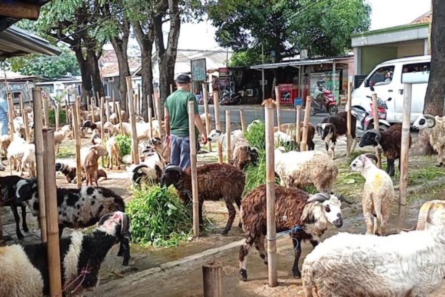 Dorong Ekonomi Petani, DPKP Karawang Salurkan Ratusan Hewan Ternak